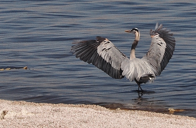 great blue heron landing on the  water
